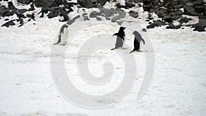 Adelie Penguins in snow, Paulet Island, Antarctica