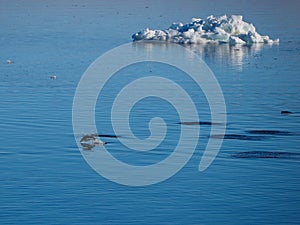 Adelie Penguins swimming and diving in Antarctica