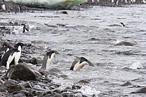 Adelie penguins swimming, Paulet Island, Antarctica photo