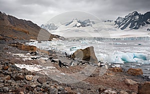 Adelie Penguins - Tabarin Peninsula in Antarctica photo