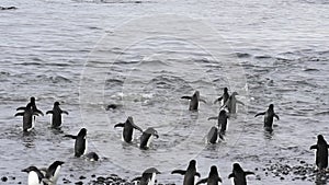 Adelie Penguins walk along beach