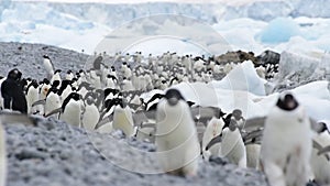 Adelie Penguins walk along beach