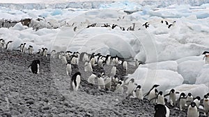 Adelie Penguins walk along beach