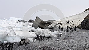 Adelie Penguins walk along beach