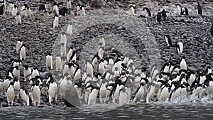 Adelie Penguins walk along beach