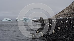 Adelie Penguins walk along beach