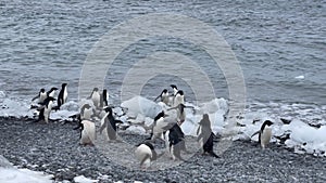 Adelie Penguins walk along beach at Polet Island in Antarctica