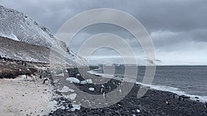 Adelie Penguins walk along beach at Polet Island in Antarctica