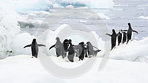 Adelie Penguins walk on ice along beach