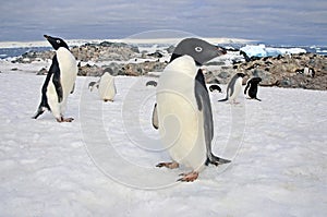 Adelie penguins, Weddell Sea, Antarctica