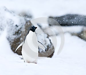 Adelie Pinguin, Adelie Penguin, Pygoscelis adeliae