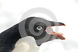 Adelie Pinguin, Adelie Penguin, Pygoscelis adeliae