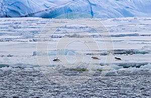Adellie penguins sliding on their bellies in the Weddel Sea