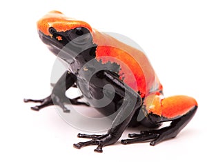 Adelphobates galactonotus, orange red splash backed or splashback poison dart frog