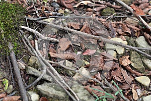 Adena Stone Projectile Point As Found On Forest Floor