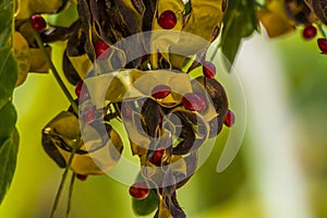 Adenanthera pavonina seeds