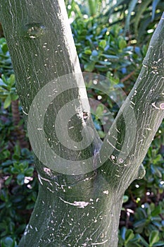 Adenia fruticosa caudex tree trunk close up