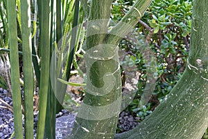 Adenia fruticosa caudex tree trunk close up