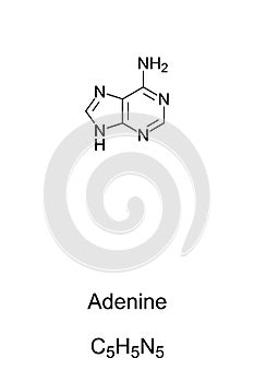 Adenine, A, Ade, nucleobase, chemical formula and skeletal structure