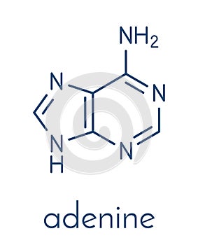 Adenine A, Adenine purine nucleobase molecule. Base present in DNA and RNA. Skeletal formula.