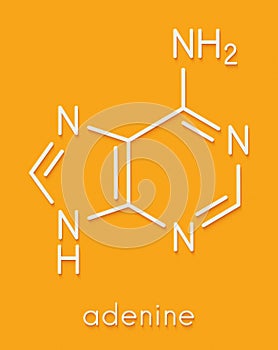 Adenine A, Adenine purine nucleobase molecule. Base present in DNA and RNA. Skeletal formula.