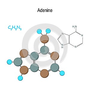 Adenine. Chemical structural formula and model of molecule. C5H5N5