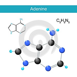 Adenine molecular formula. Chemical structural formula and model