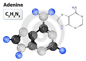 Adenine molecule