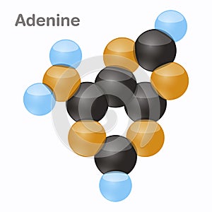 Adenine, A. Pyrimidine nucleobase molecule. 3D vector illustration on white background