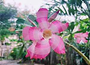 Adenium arabicum is a beautiful flower with beautiful colors in Indonesia