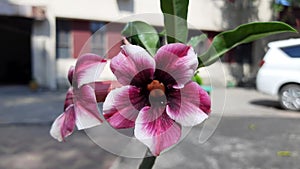 Adenium arabicum flower.