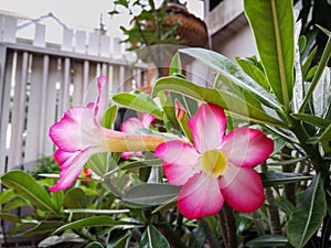 Adenium arabicum flower desert rose beautiful queen Pink bignonia flowers or Adenium flower,Adenium multiflorum, Desert Rose .