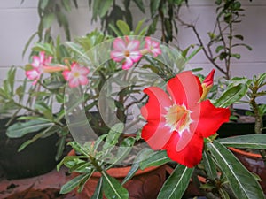 Adenium arabicum flower desert rose beautiful queen Pink bignonia flowers or Adenium flower,Adenium multiflorum, Desert Rose .