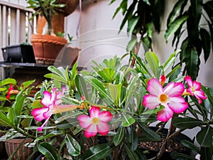 Adenium arabicum flower desert rose beautiful queen Pink bignonia flowers or Adenium flower,Adenium multiflorum, Desert Rose .