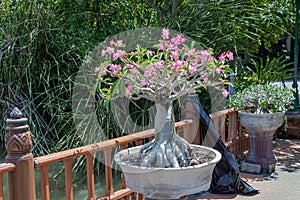 Adenium arabicum flower on pot.Common names include Sabi star, kudu, mock azalea, impala lily and desert rose.