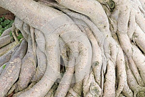 Adenium arabicum tree root on nursery