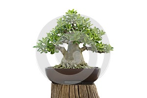 Adenium bonsai on isolate white