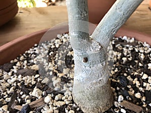 Adenium caudex 4912