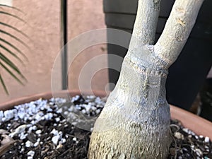 Adenium caudex 4913