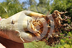 Adenium caudex 6307