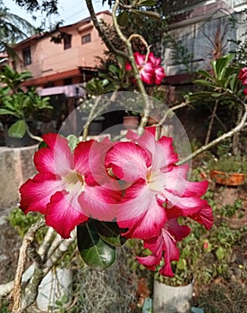 Adenium dark pink color flower blooms apocynaceae