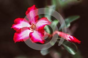 Enchanting Adenium Desert Pink Rose Plants: Beauty on Strange-Looking Trunks