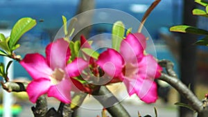 Adenium or a desert rose in the foreground, then the focus goes to the background where the fishing boats