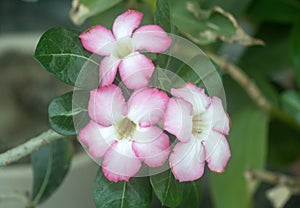 Adenium flower. Desert rose