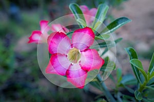 Adenium flower, Tropical flower Pink Adenium and desert rose plant also known as kamboja jepang