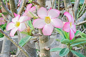 Adenium flowers.