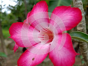 Adenium flowers