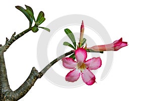 Adenium flowers, a branch of desert rose blossom pink flowers with leaves budding on a tree twig isolated on white background with