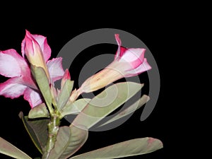 Adenium flowers on a dark background