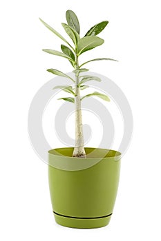 Adenium in green pot, indoor house plant, small tree isolated on